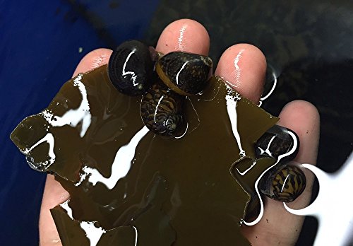 NatureHolic - AlgaePlate Naturbeschnitt - für Aufwuchsfresser & Wochenendfutter für Garnelen, Schnecken und Welse im Aquarium - 10 g