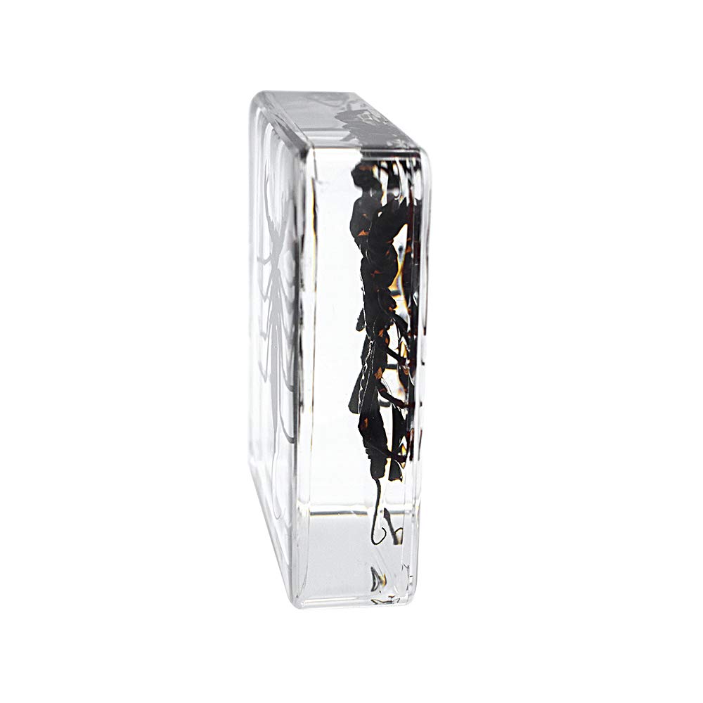 Animal Insect Whip Scorpion Specimen Taxidermy Paperweight for Science Education