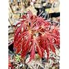 Kawaii Japanese Maple 1 - Year Graft