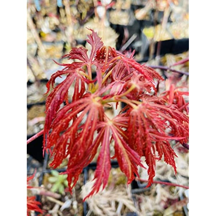 Kawaii Japanese Maple 1 - Year Graft