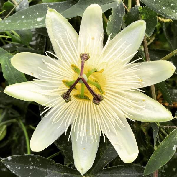 Plant Theory 60cm Cane Passiflora Passion Flower Snow Queen White Flowering Vine Climbing Plant 3L Pot