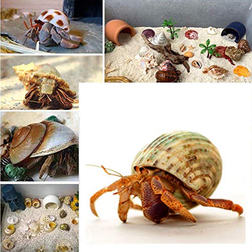Petawi Hermit Crab Shells Large Medium Xlarge Natural Growth Shells For Hermit Crab Variety Turbo Seashells Sea Conch No Painted Hermit Crab Supplies #TOP6