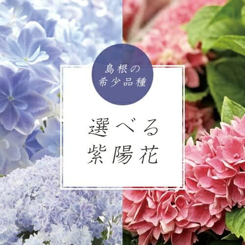 Amazon 22母の日ギフト 稀少品種 アジサイ万華鏡 あじさい アジサイ 5号鉢 鉢植え 来年も 花鉢 送料無料 プレゼント 沖縄諸島部お届不可 Ps21 アジサイ種類選択 万華鏡 ピンク Tokyoflower 観葉植物