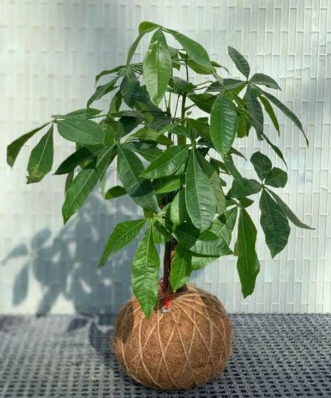 Braided Pachira Aquatic (Money Tree Bonsai) Indoor Plants for Home & Office | Grafted Ornamental/Air Purifier Plants | Air purifier plants (Pack of 1 live plant)-image-49