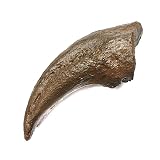 TENET - Fossil (Tyrannosaurus Rex 15 x 6 cm)