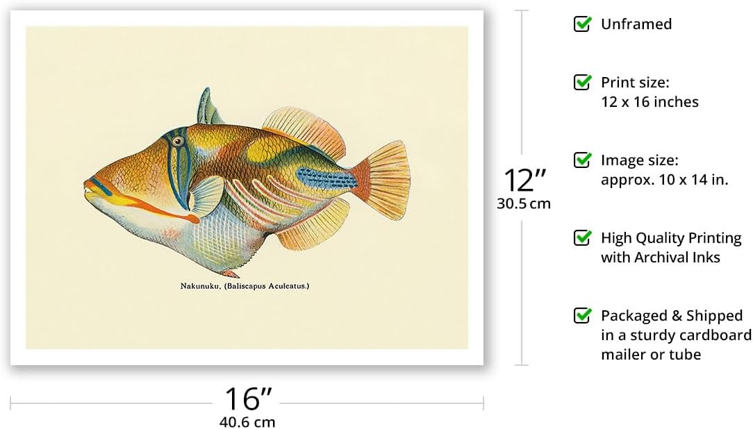 Nakunuku (Baliscapus Aculeatus) - Humuhumunukunukuapuaa - State Fish of Hawai’i - Vintage Hawaiian Color Postcard c.1905 - Bamboo Fine Art 290gsm Paper (Unframed) 12x16in