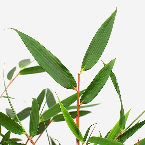 Happy Plants Bambus Pflanze Fargesia I Winterhart & nicht wuchernd, Bambuspflanze-Winterhart, Heckenpflanze Kübelpflanze Gartenpflanze, echter Bambus frisch aus dem Garten… (2 Stück)