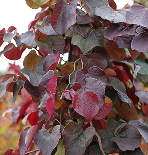 Kanadischer Judasbaum Merlot 60-80cm - Cercis canadensis - lebende Gartenpflanze aus den Baumschulen