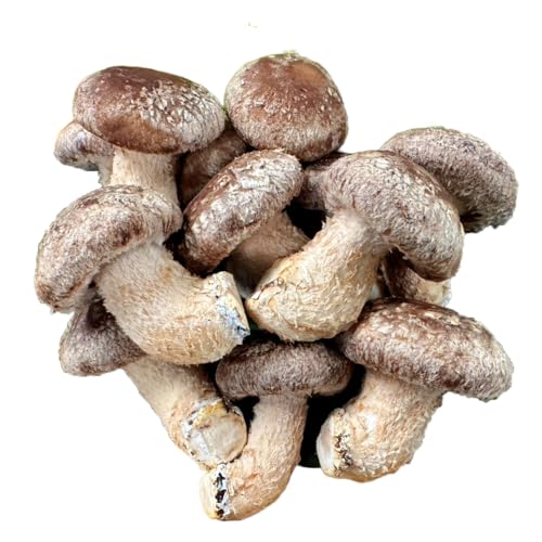 産地直送!軸まで美味しい『軸王しいたけ』サイズ混合 約500g (約24〜32個) しいたけ 椎茸 シイタケ きのこ キノコ 野菜 軸が太い 軸まで食べられる 特大 肉厚 旨味 菌床 国産 ぷりぷり ステーキ 椎茸ステーキ 新鮮 BBQ バーベキュー バター焼き 網焼き きんぴら オイル漬け