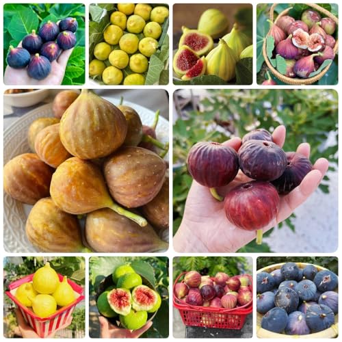 semillas de higuera, semillas raras Ficus carica, Los enanos son resistentes exóticas para lugares soleados 500pcs