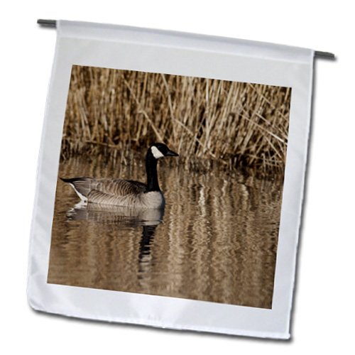 3dRose fl_93941_1 Ou, Basket Slough Nar, Canada Goose Bird-US38 RBR0141-Rick A, Brown Garden Flag, 3