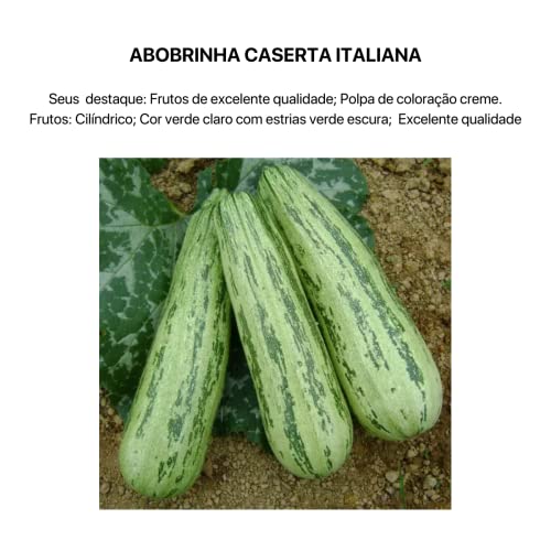 Kit 4 Sementes Legumes Horta Em Casa Jardins Vasos (Cenoura, Rabanete, Tomate, Abóbrinha)