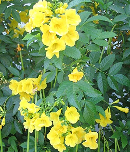 Image of Green World Tecoma Stans /Yellow Trumpet Bush Tree Seeds for Farming & Gardening (10 seeds pack)