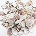 PEPPERLONELY Sea Shells Mixed Pecten Nobilis Scallop,Various Size, 1-1/2 Inch ~ 2-1/2 Inch, 800 Gram, Apprx.120 PC Sea Shells