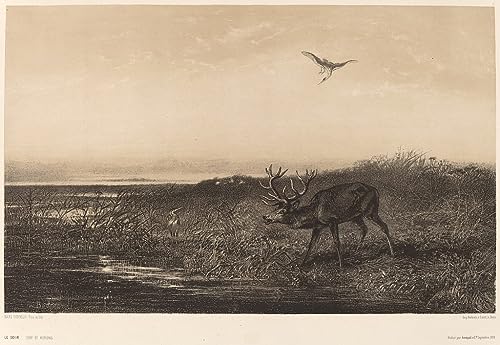 Cerf et hérons du soir Karl Bodmer poster sur toile pour effacer la monotonie des murs
