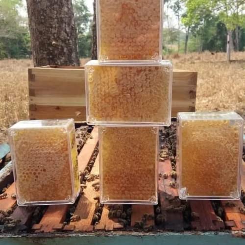 Cubo de Acrílico Para Favo de Mel - 60 Unidades