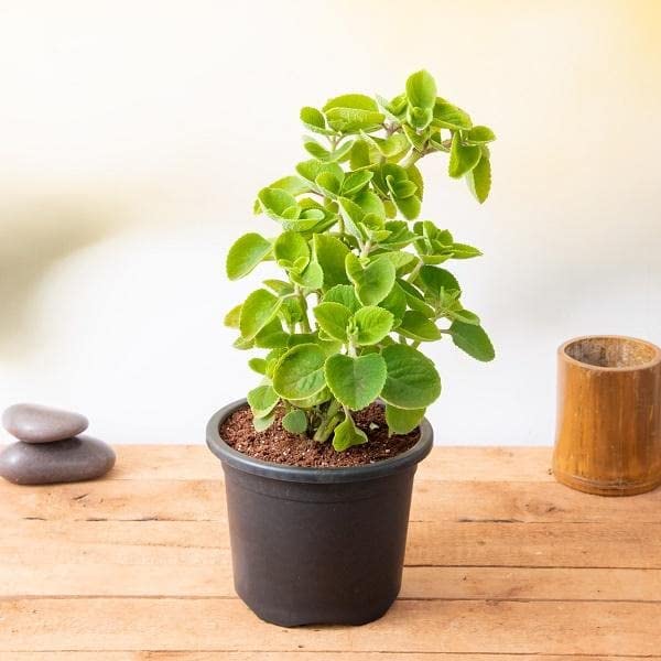 UGALOO Oregano Ajwain Herb Plant with Pot Amazon.in Garden & Outdoors
