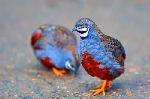 12+ Fertile Quail Hatching Eggs – 12 Button Quail Hatching Eggs – Mixed Varieties – Farm Fresh & High Hatch Rate – LSJ Farms - Ultra Rare - Chinese Painted