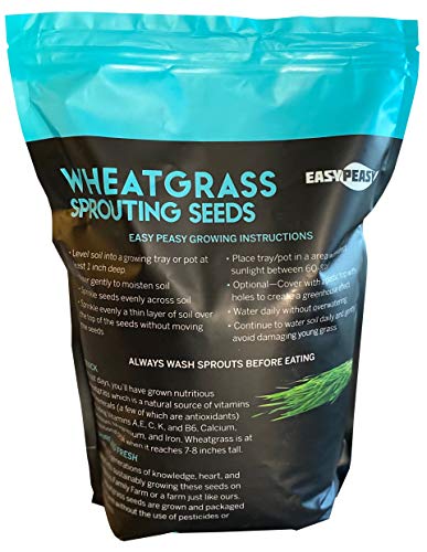 Wheatgrass Seeds | Non GMO | Grown in USA Wheat Grass Seeds | from Our Farm to Your Table (5 Pound) - Thumbnail 2