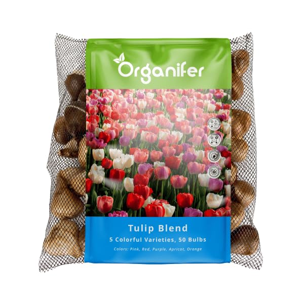 50 Bulbos De Tulipán - Tamaño De Bulbos De Flores XXL 12cm
