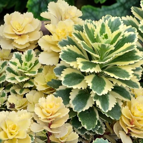 Semillas de sedum - resistentes para el jardín Sedum semillas resistentes, semillas en resistentes al exterior variedades antiguas 550pcs