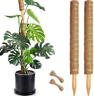 Natural Indoor Plant Support Pole