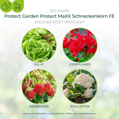 PROTECT GARDEN Protect MaXX Schneckenkorn FE, regenfest, zuverlässige Schneckenbekämpfung an Gemüse, Obst und Zierpflanzen, 1,2kg Faltschachtel für bis zu 315m²