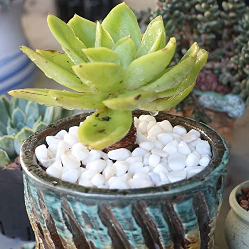 Image of Bonsai White Rocks 6lbs Cactus and Succulent DIY Gravel Small Decorative Polished Little Pebbles Indoor Houseplants Pot Mini Stones Vase Fillers for Terrariums, Fairy Garden, Top Dressing, Crafts