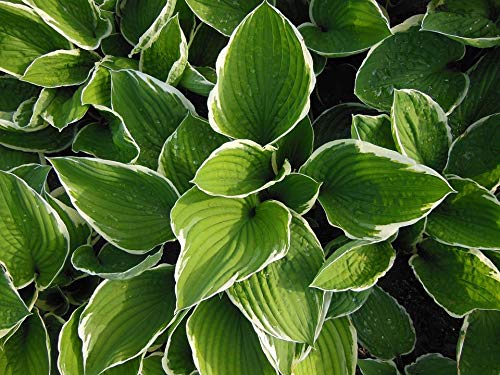 Hosta pflanze winterhart,hosta pflanze winterhart,Lo Stile Unico Piantato Nel Cortile Si Sente Bene-1,10Bulbis