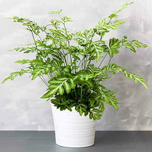 1 x Pteris Evergremiensis - Silver Lace Fern | 25-35cm Indoor Potted Plant Gift