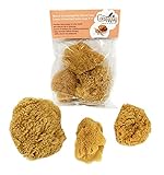 Constantia Pets Hermit Crab Natural Sea Sponges - Unbleached, 3 Pack, Extra Large 3'-4', Provides...