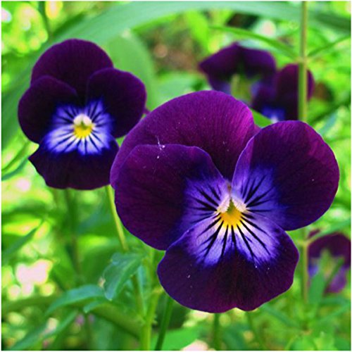 Seed Needs, King Henry Viola Seeds For Planting (Viola Cornuta) Heirloom, Open Pollinated & Attracts Pollinators (1200 Seeds) #TOP2