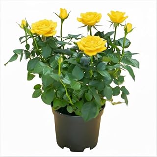 Yellow Mini Rose Plant Live in 3 inch pot