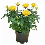 Yellow Mini Rose Plant Live, Miniature Rose Bush in 3' Pot, Indoor Outdoor Flowering Plant, Compact Live Rose for Gifts and Gardens