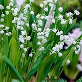Carbeth Plants Convallaria Majalis Lily of The Valley Bare Roots - Hardy White Fragrant Spring Flowering Perennial Plants - Low Growing Shade Loving Woodland Garden Shrubs (5)