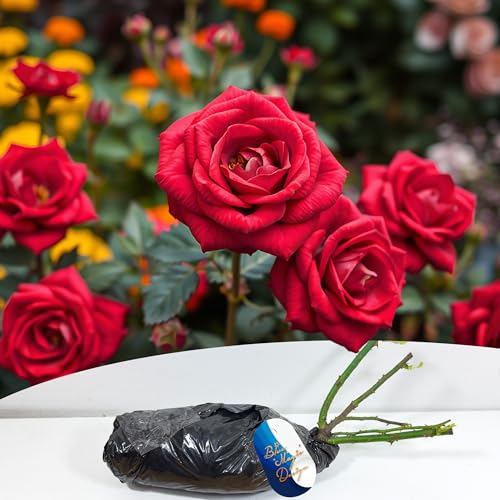 Rosa arbusto rojo de raíz desnuda 'Minha' – Rosa fragante y resistente para hermosos bordes, pasarelas y exhibiciones verticales de jardín