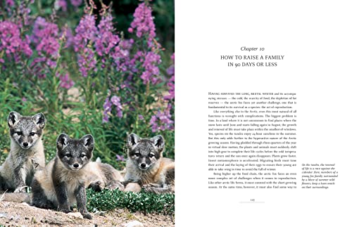 Arctic Fox: Life At The Top Of The World #TOP3