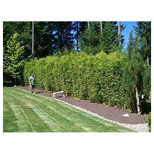 Green Hedge Bamboo | 3 Live Plants | Non-Invasive Clumping Bamboo | Screening Privacy Hedge Bambusa Multiplex