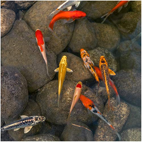 Colorful Pond Live Koi & Goldfish Mix | Pond Fish Pack (10) 3-5" Live Fish | Mix of Koi, Shubunkin, Comet Goldfish, and Sarasa Comet