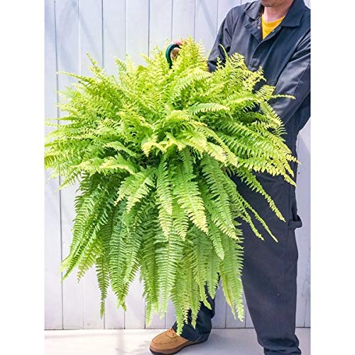 Amazon｜PLANCHU 観葉植物 ネフロレピス ハッピーゴールデン 8号吊り鉢