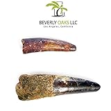 Tyrannosaurus Rex Jurassic Era Spinosaurus Tooth Set of 2 Teeth
