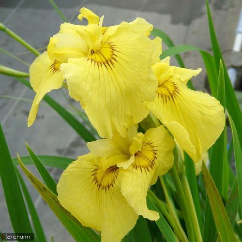 ビオトープ 水辺植物 花菖蒲 愛知の輝 安心の定価販売 休眠株 １ポット 薄黄色三英花 アイチノカガヤキ