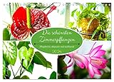 Die schönsten Zimmerpflanzen. Pflegeleicht, dekorativ und wohltuend (Wandkalender 2024 DIN A4 quer), CALVENDO Monatskalender