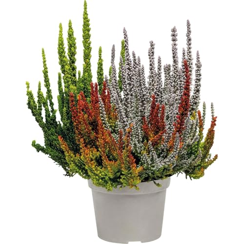 Brezo Mix Color - Planta de Exterior Resistente y Fácil de Cuidar