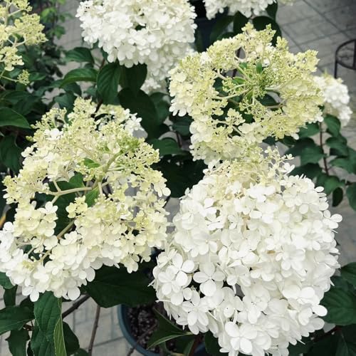 Semillas de hortensia de panícula, raras Hortensia paniculata, Arbustos de balcón resistentes 500pcs