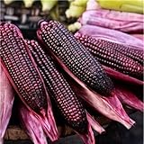 25 Seeds Bap NEP Tim deo Glutinous Sticky Seeds Rare find Asian bap NEP Thai deo ngon tuyet VOI F1 Hybrid Purple Waxy Sticky Rice Corn Purple glutinous Rice Corn 25 Seeds 紫糯玉米
