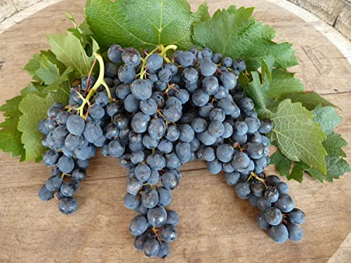 Aoura 100Pcs Concord Grape Seeds For Planting Sweet Grape For Wine Making Fruit Dessert #TOP2