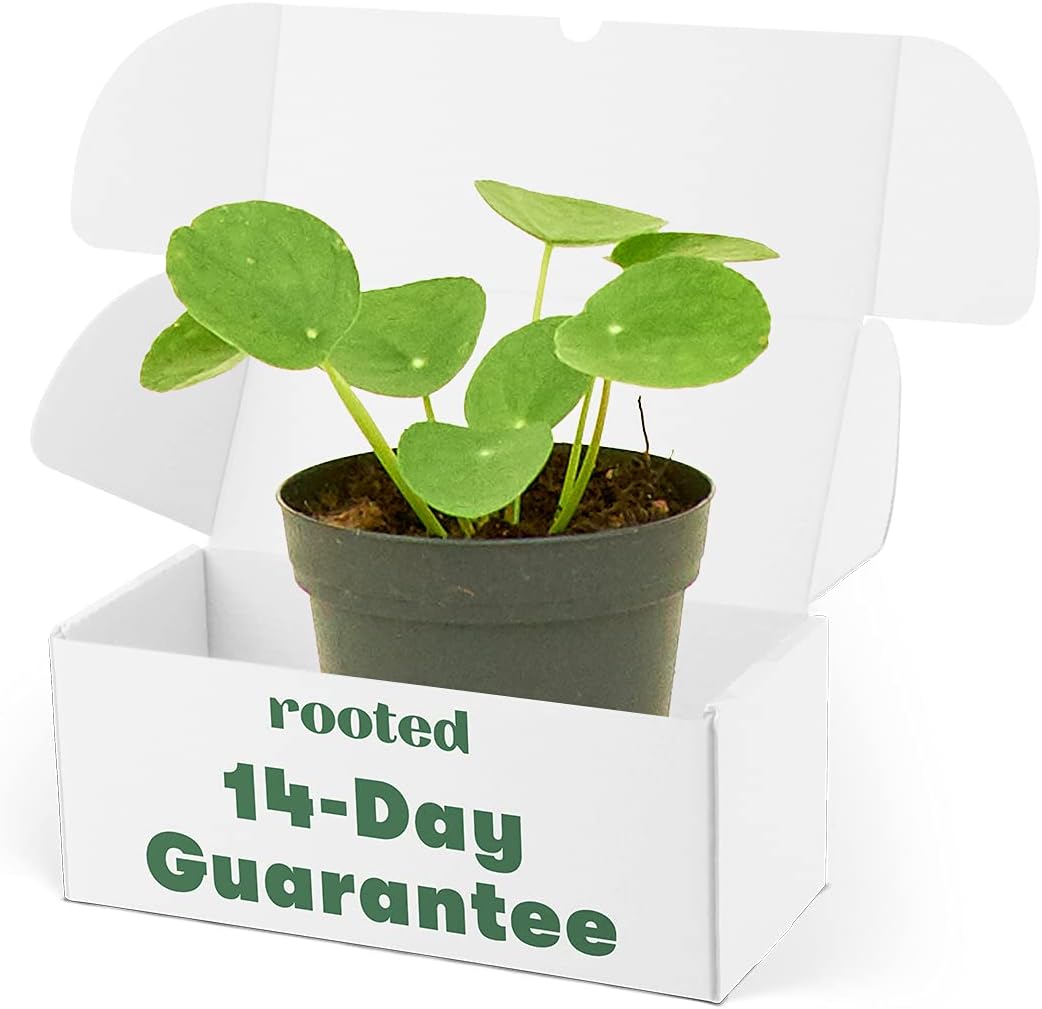 Rooted Chinese Money Plant, Pilea Peperomioides, Live, Live Indoor, Home Decor, Easy to Grow, Easy to Care, Outdoor Garden and Low Maintenance Houseplant (4")