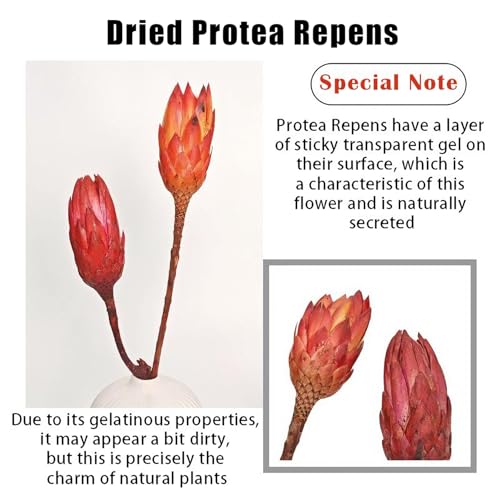 4 tallos de Protea Repens seca natural para decoración miniatura 6
