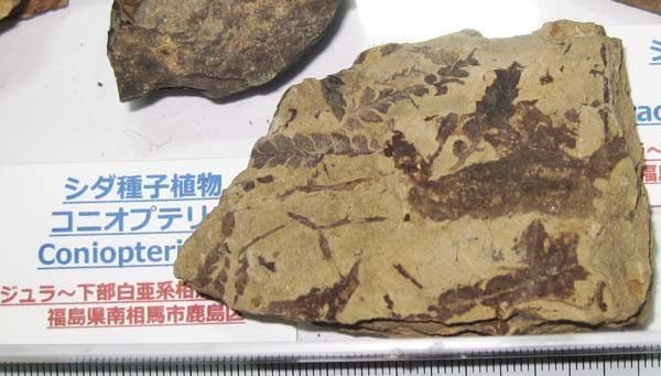 Amazon.co.jp: 日本の化石 福島県南相馬市の植物化石4種セット
